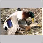 Anas platyrhynchos - Paarung 06.jpg